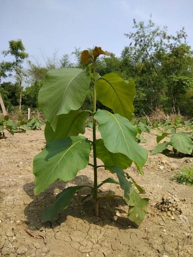 Teak Plants, For Plantation, Color : Green