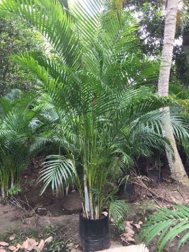 Areca Palm