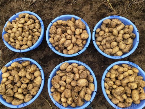 Fresh Potato, Packaging Size : 40 Kg