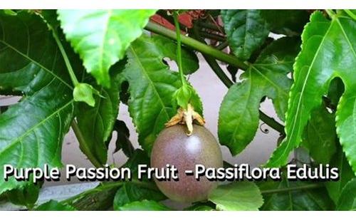 Passion Fruit, Packaging Size : 5 Kg