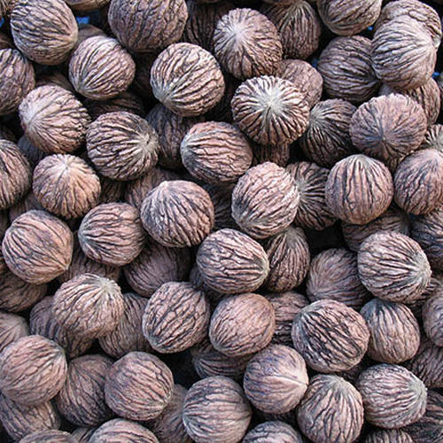 Black Walnut