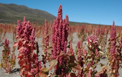 P.T.Org. Group Quinoa Crop