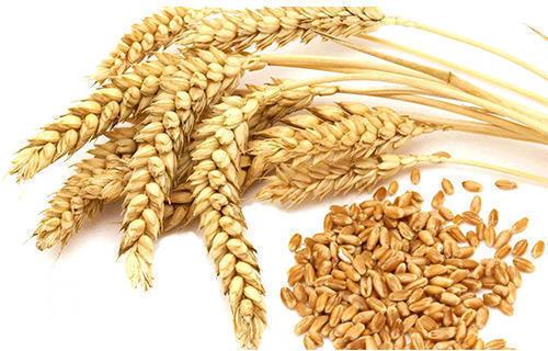Natural Wheat Seeds, For Chapati, Khakhara, Roti, Certification : FDA Certified