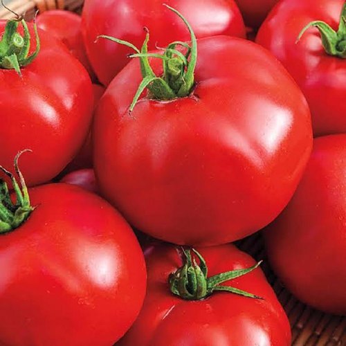 Organic Fresh Tomato, For Cooking, Color : Red