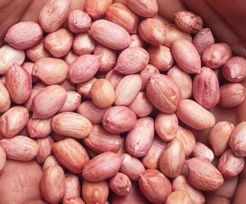 JAVA PEANUTS, For Oil, Herbal Formulation, Cooking, Industrial, Packaging Type : Gunny Bag, Jute Bag