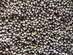 Organic Sabut Urad Dal, Grade Standard : Food Grade