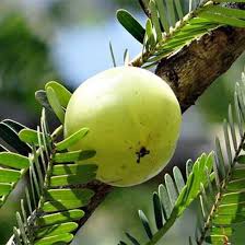 Amla Plants