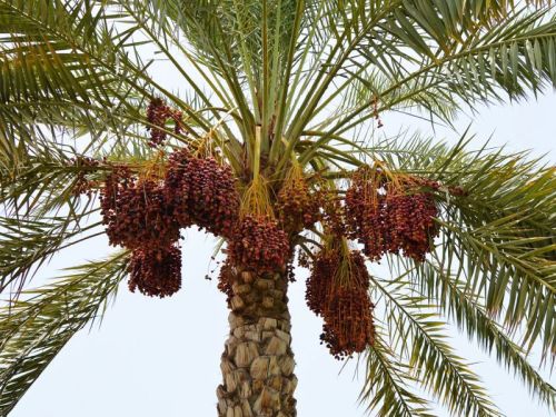 Date Palm Plants, For Fruits