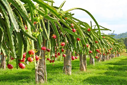 Dragon Fruit Plants, Color : Green