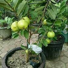 Guava Plants, Packaging Type : Plastic Bag