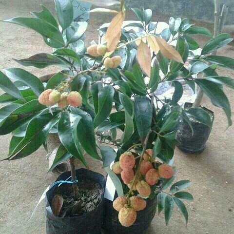 Litchi Plants, Feature : Disease Free, Fast Growth