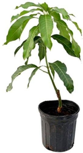 Mango Plants, Size : Medium