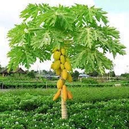 Organic Papaya Plants, Color : Green