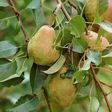 Pear Plants