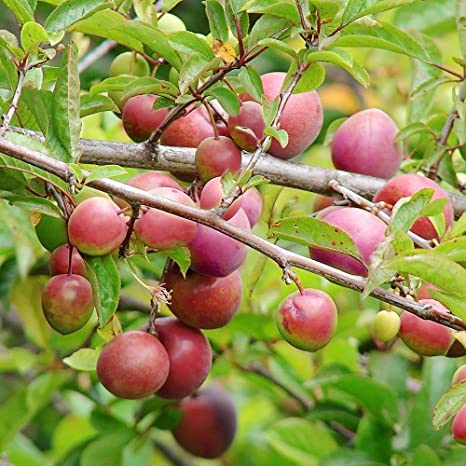 Organic Plum Plants, For Nursery Use