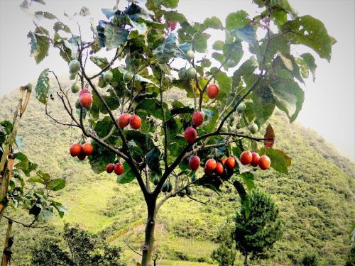 Tamarillo Plants, Feature : Longer Shelf Life