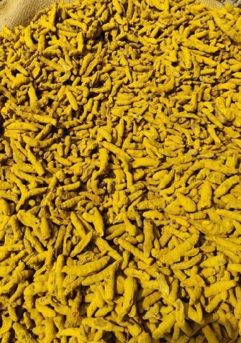 Turmeric Whole, Certification : FSSAI Certified