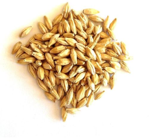 Organic Barley Grains, For Making Bread, Packaging Type : PP Bag