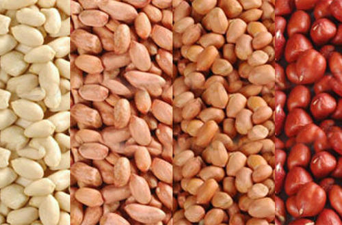 Organic Peanut Kernels, For Butter, Cooking Use, Making Oil, Packaging Type : Plastic Packet