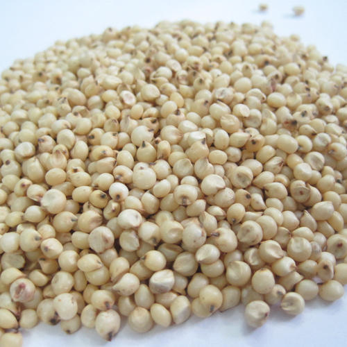 Fine Processed Organic Sorghum Seeds, Shelf Life : 9months