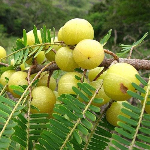 Amla Plants, For Plantation, Color : Green