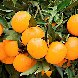 Malta Plants, For Plantation