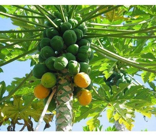 Organic Papaya Plants, Color : Green