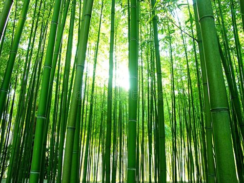 Sikkimensis Bamboo Plants, For Plantation, Color : Green
