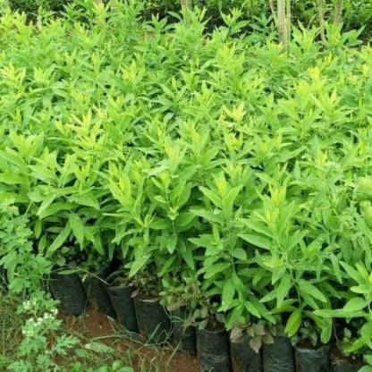 White Sandalwood Plants, For Plantation, Color : Green