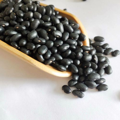 Organic Black Beans, For Cooking, Spices, Food Medicine, Cosmetics, Size Available : 7mm, 8mm, 10mm