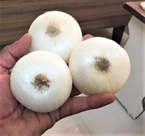 Common White Onion, For Cooking, Enhance The Flavour, Human Consumption, Size : Large, Medium, Small