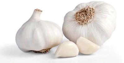 Organic Garlic, For Human Consumption, Style : Fresh