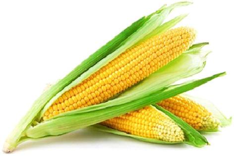 Organic Sweet Corn, For High In Protein