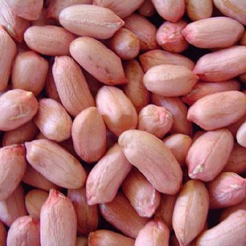 Organic Groundnut Kernels, Shelf Life : 1year