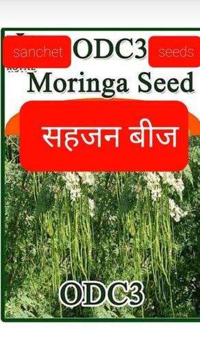 ODC3 Moringa Seeds, Packaging Type : Loose
