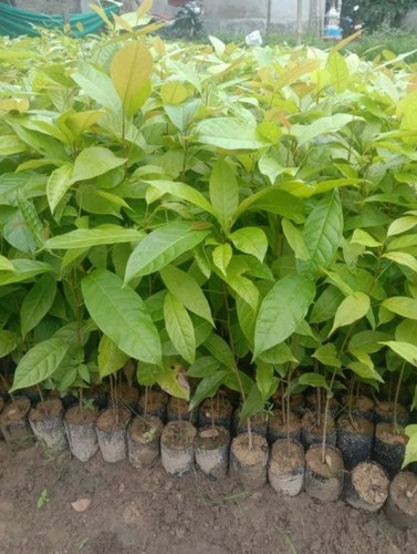 Mahogany Plant, For Plantation