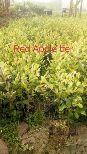 Red Apple Ber Plant, For Fruits