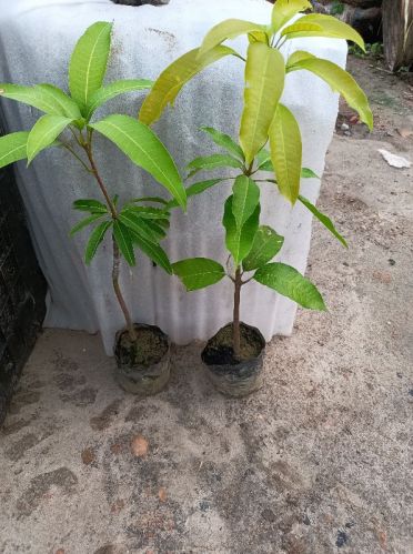 Fruit Mango Plants, For Food Medicine, Packaging Type : Plastic Box