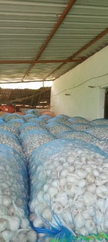 Plough garlic seeds, Color : Yellow, Packaging Type : Net Bag