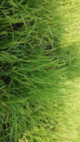 Dried Wheatgrass, For Herbal Products, Purity : 100%