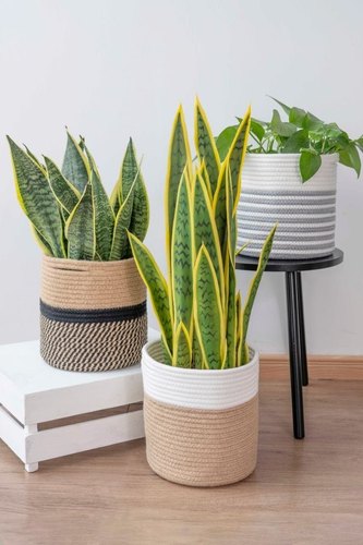 Handmade Product Basket Planter, For Decoration, Specialities : Long Life, Easy To Placed, Dust Free