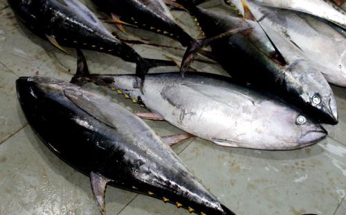 Yellowfin Tuna, For Cooking, Food, Make Medicals