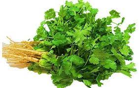 Fresh Coriander Leaves, Season : Spring