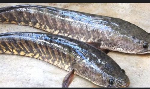 Snakehead Fish, For Hotel, Restaurant, All