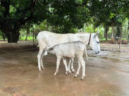 Big Halari Donkey, Age Group : Adult