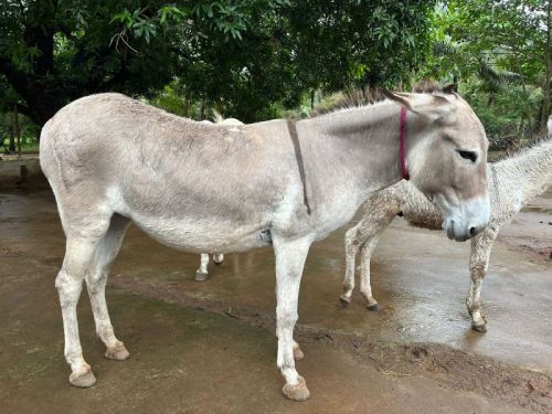 Big Katwadi Donkey, Age Group : Adult