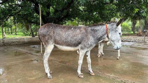 Rajasthan Donkey, Age Group : Adult