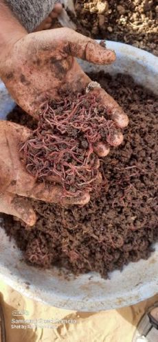 Organic Earthworm Fertilizer, For Agriculture, Purity : 100%