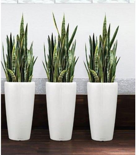 JK Cone Polished Fiber FRP Planters, For Decoration, Outdoor Use Indoor Use, Pattern : Plain