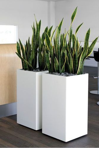 Polished FRP Tall Square Planters, For Decorating Flower, Outdoor Decoration, Size : 24 X12inch